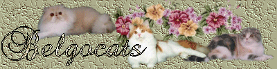 Belgocats