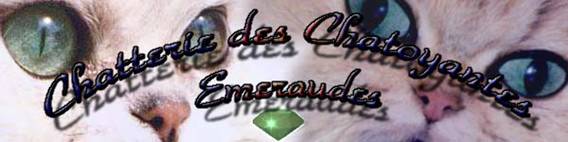Chatterie des Chatoyantes Emeraudes