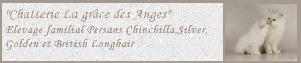 La gr�ce des anges