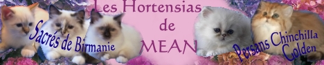 Les hortensias de M&eacute;an