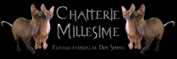 Les don sphynx du Mill&eacute;sime
