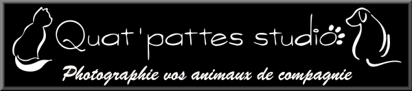 Quat'pattes studio