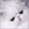 Votez pour nous dans le top d'&eacute;leveurs de chats persans