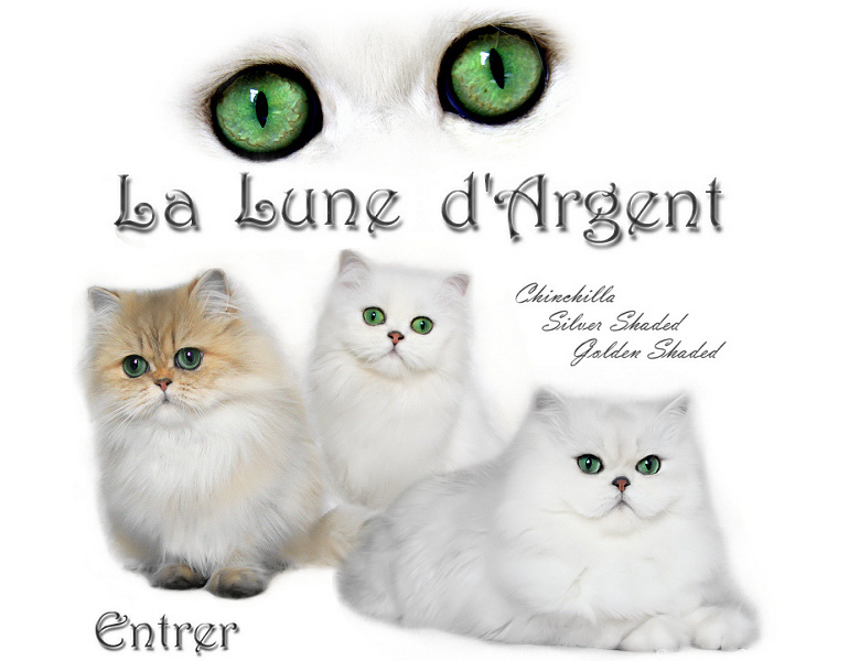 Cliquez pour entrer sur le site de la Lune d'Argent