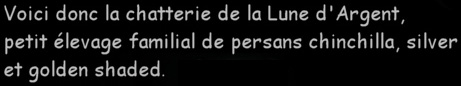 Voici donc la chatterie de la Lune d'Argent, petit �levage familial de persans chinchilla, silver et golden shaded.